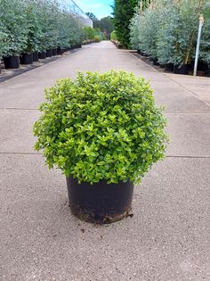 a large potted plant sitting on the side of a road in front of rows of trees