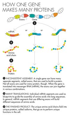 the diagram shows how many different types of proteins are made