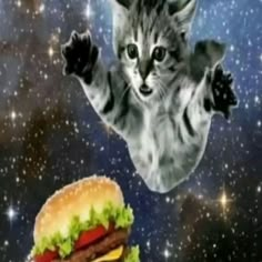 a cat flying through the air over a hamburger