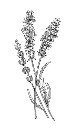 a drawing of some lavender flowers on a white background with black and white lines in the middle