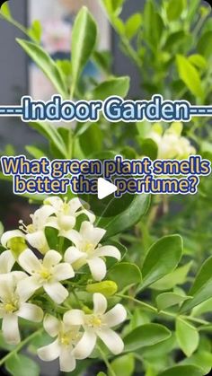 an outdoor garden with white flowers in the foreground and text overlay that reads, what green plants smells better than perfume?