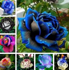 several different types of flowers are shown in this collage, including blue and purple roses