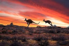 two kangaroos running in the desert at sunset