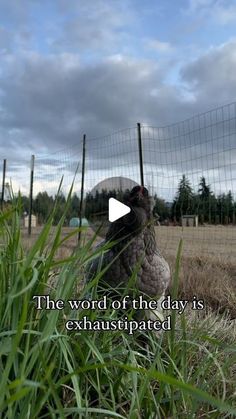 the word of the day is exhapsitipated in front of a fence