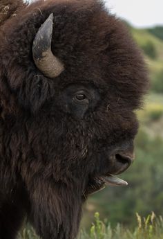 a bison with large horns standing in the grass