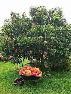 a wheelbarrow filled with lots of fruit sitting on top of a lush green field