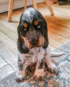 a black and brown dog sitting on top of a rug