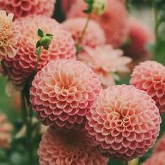 pink flowers are blooming in the garden