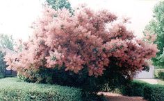 a bush with pink flowers in the middle of a sidewalk next to some bushes and trees