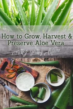 how to grow, harvest and preserve aloe vera