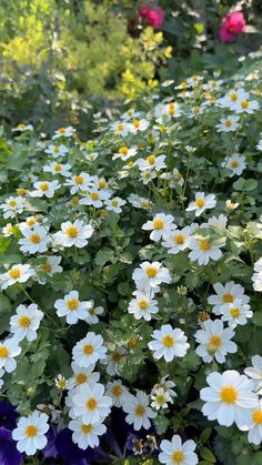 many white and yellow flowers in a garden