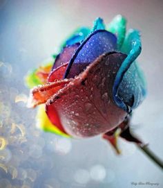 a close up of a flower with water droplets on it