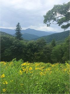 a field with yellow flowers and mountains in the background