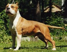 a large brown and white dog standing on top of a lush green grass covered field