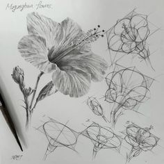 a pencil drawing of flowers and leaves