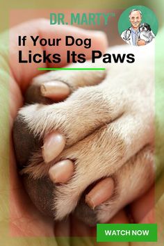 a person holding a dog's paw with the caption if your dog licks its paws do this every day