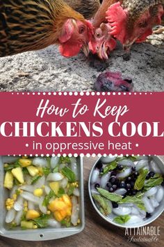 chickens are eating food out of bowls with the words, how to keep chickens cool in an aggressive heat