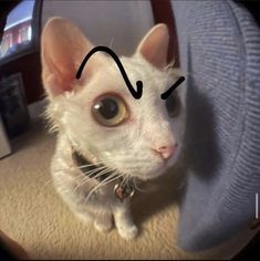 a white cat sitting on top of a chair