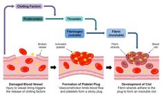 diagram showing the stages of fibroin in blood flow from vein to vein into heart