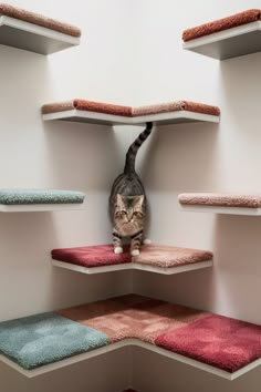 a cat sitting on top of a shelf in a room filled with carpeted shelves