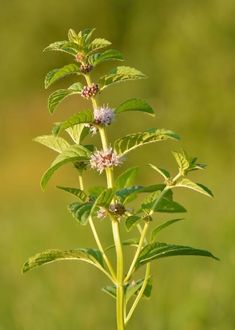 Propagate Mint, Garden Dividers, Drying Mint Leaves, Mint Seeds, Growing Mint, Wild Mint, The Tiny Seed, Mint Plants, Aromatic Plant