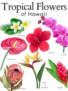 an illustration of tropical flowers with their names