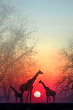 three giraffes are silhouetted against an orange and pink sky as the sun sets