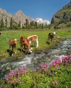 three cows are standing in the grass near a stream and some pink wildflowers