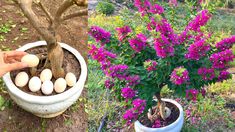 two pictures side by side, one with eggs in a pot and the other with flowers