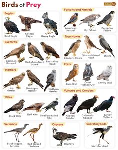 an image of birds of prey in the wild, with names and pictures on it