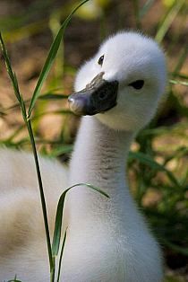 a small white duck sitting in the grass