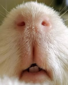 a close up of a white cat's nose