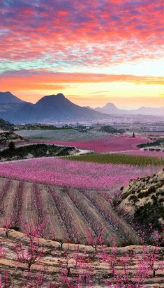 a field with pink flowers in the foreground and mountains in the background at sunset