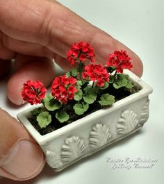 a hand is holding a small white planter with red flowers