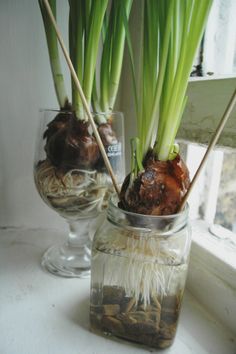 two glass vases filled with green onions and other plants sitting on a window sill