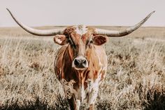 Texas Longhorn Canvas Wall Art Paper Photo Print / 12 x 18 Inches Wall Art Teri James Photography Long Horns, Longhorn Cow, Cow, Wall Art, Canvas, Wall, Photography, Art