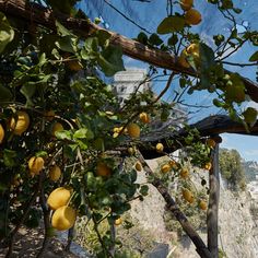 an orange tree with lots of fruit hanging from it's branches and some mountains in the background