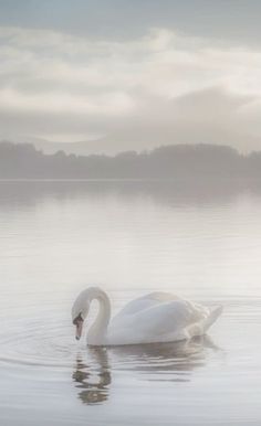 a white swan floating on top of a lake