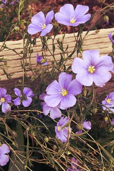 purple flowers are growing on the side of a wooden bench