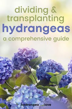 blue flowers with green leaves and the title, dividing & transplanting hydrangeas a compenensive guide