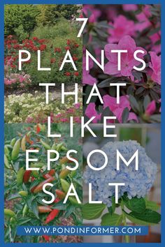 the words 7 plants that like epsom salt on top of pictures of flowers and trees