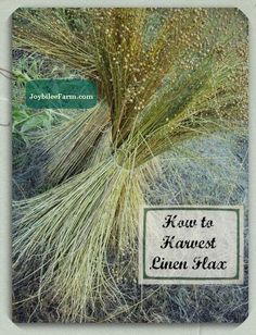 a close up of a plant with the words know to harvest queen flax on it