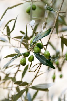 olives growing on an olive tree with green leaves