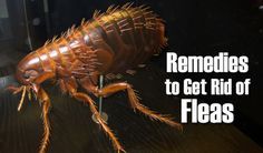 a close up of a cockroach on a table with the words remedies to get rid of fleas