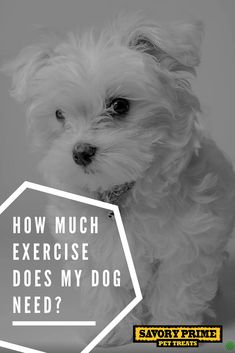 a small white dog with the words how much exercise does my dog need?