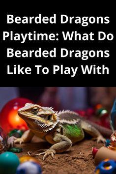 bearded dragons playtime what do bearded dragon like to play with?