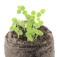 small green plants sprouting out of soil