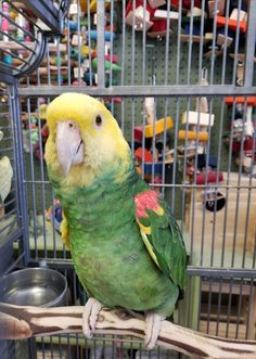 a green and yellow parakeet sitting on top of a tree branch in a cage