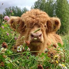 a brown cow laying in the middle of a field with wildflowers and trees behind it