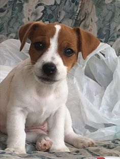 a small brown and white dog sitting on top of a bed